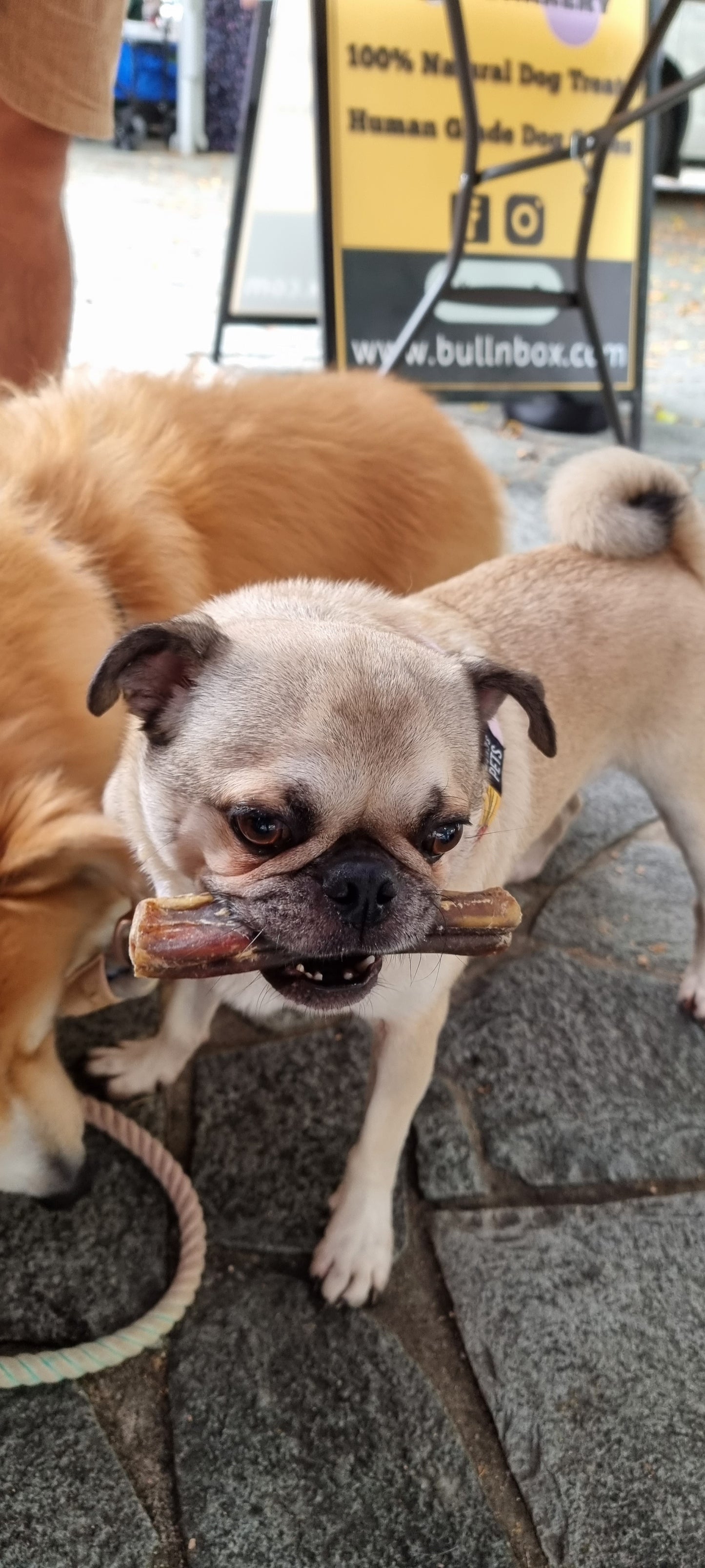 Bully Sticks