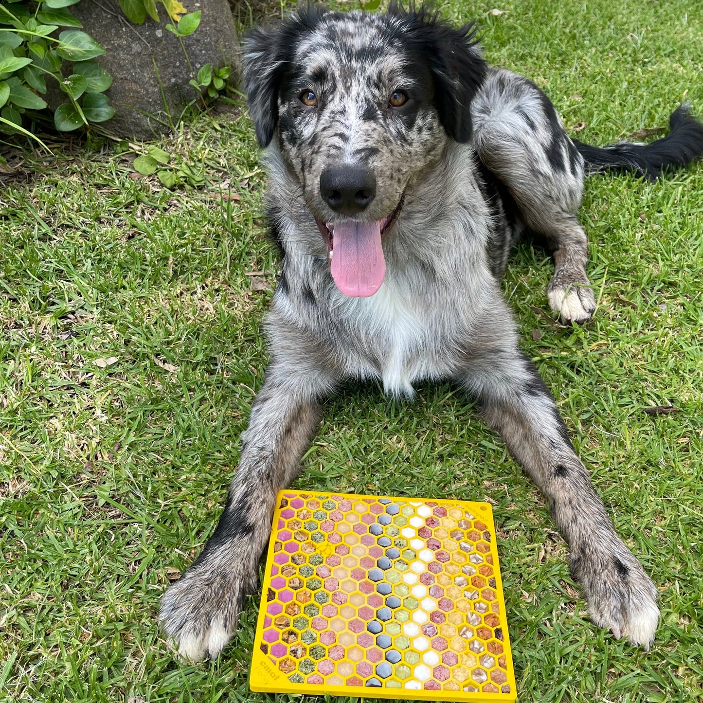 Honeycomb Enrichment eMat Lick Mat