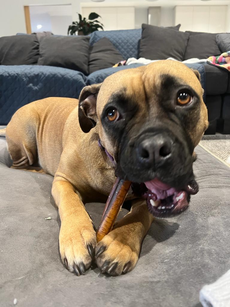 Bully Sticks