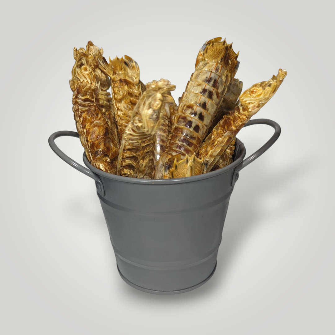Mantis Shrimp Delights